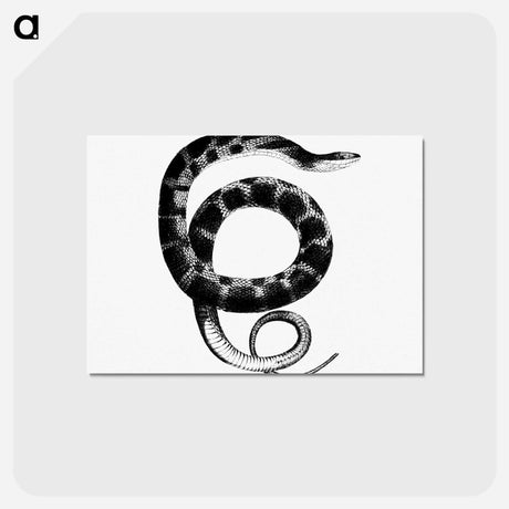 アートポストカード-Plain-bellied Water Snake
 - 大英図書館 Postcard.