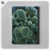 2-29_COVID-19_canvas