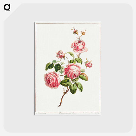 アートポストカード-Cabbage Provence Rose
 - クリーブランド美術館 Postcard.