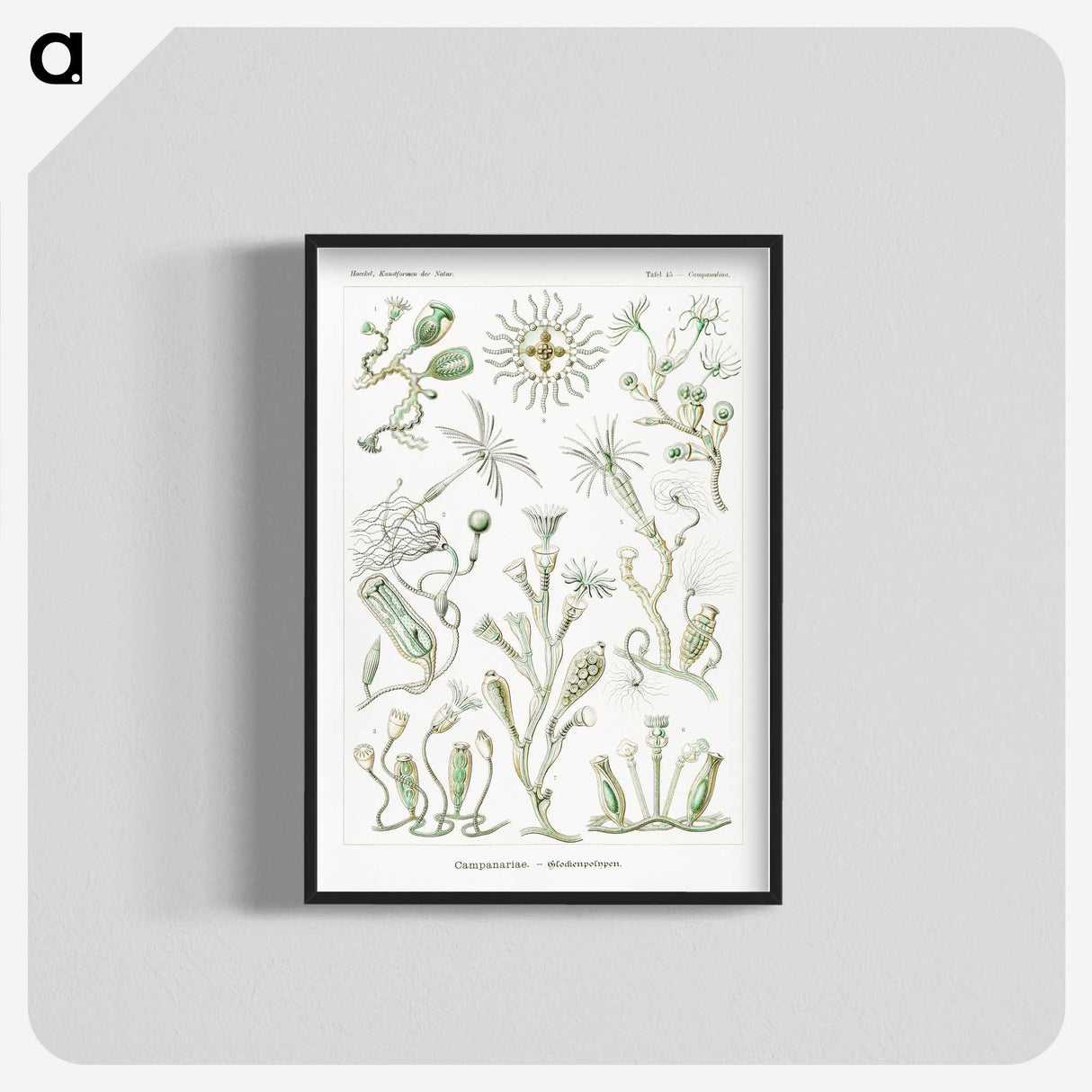 2-29_Ernst-Haeckel_blk-crop