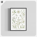 2-29_Ernst-Haeckel_blk-crop