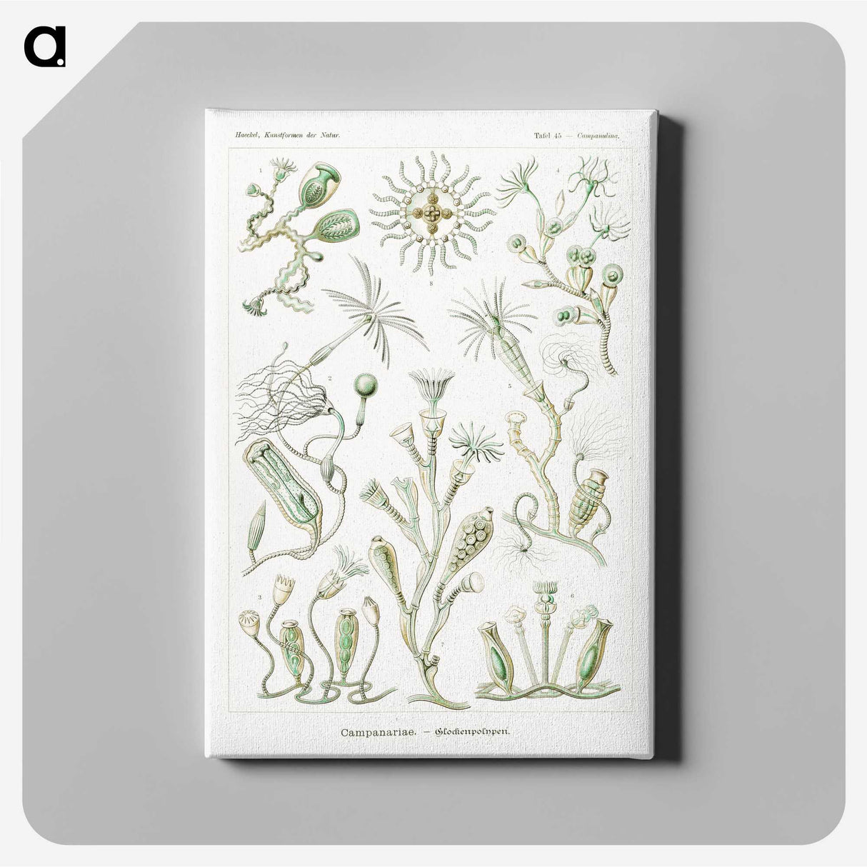 2-29_Ernst-Haeckel_canvas