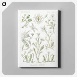 2-29_Ernst-Haeckel_canvas