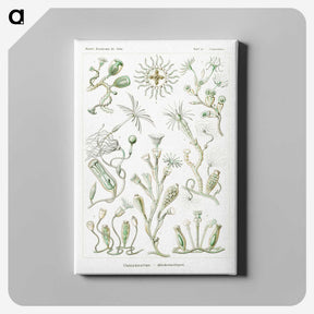 2-29_Ernst-Haeckel_canvas