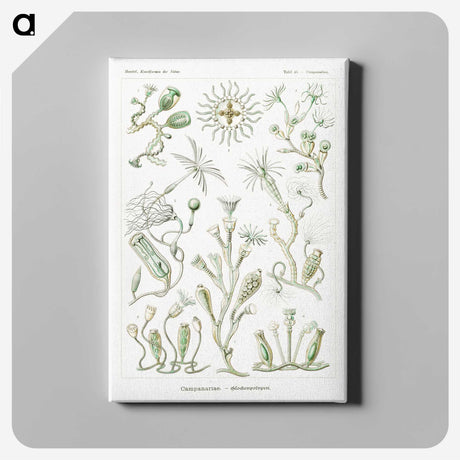 2-29_Ernst-Haeckel_canvas