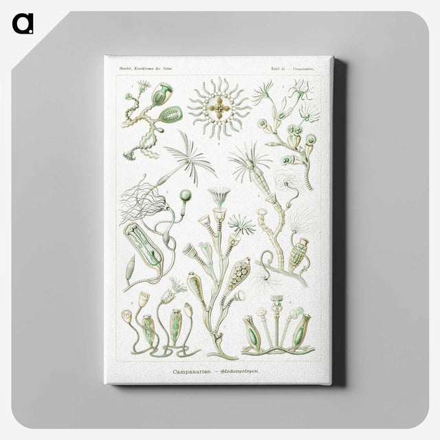 2-29_Ernst-Haeckel_canvas