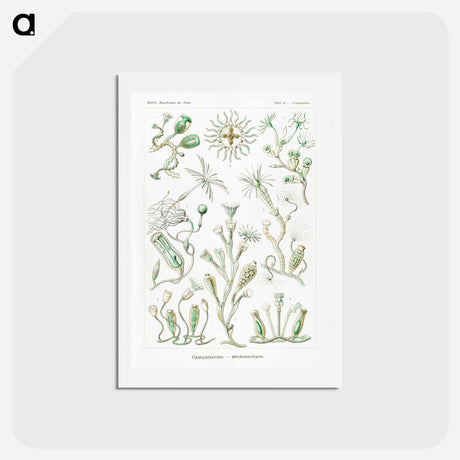 アートポストカード-Campanariae–Glockenpolypen - エルンスト ヘッケル Postcard.