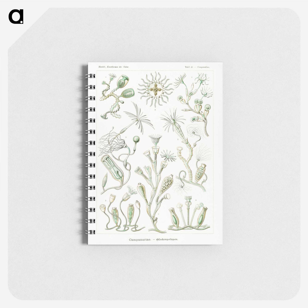 2-29_Ernst-Haeckel_memo