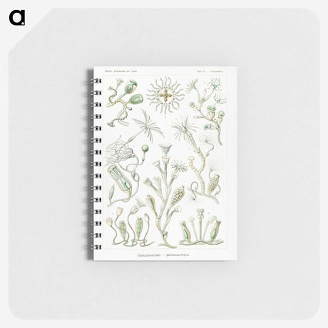2-29_Ernst-Haeckel_memo