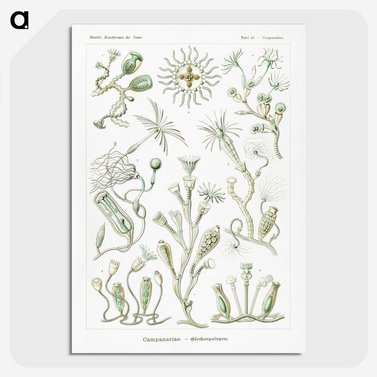 2-29_Ernst-Haeckel_picture-crop