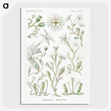 2-29_Ernst-Haeckel_picture-crop
