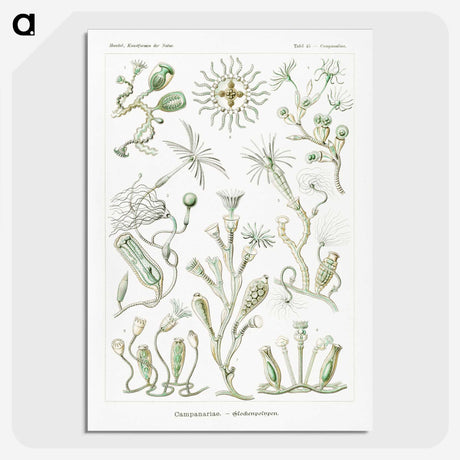 2-29_Ernst-Haeckel_picture-crop