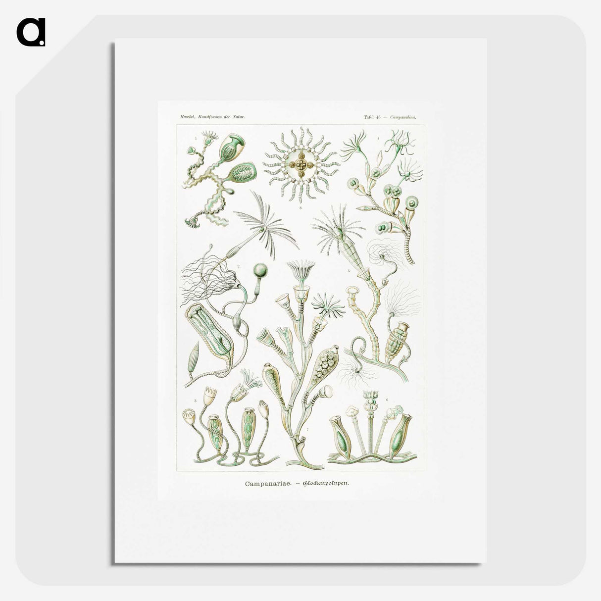 2-29_Ernst-Haeckel_picture