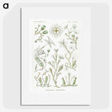 2-29_Ernst-Haeckel_picture