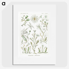 2-29_Ernst-Haeckel_picture