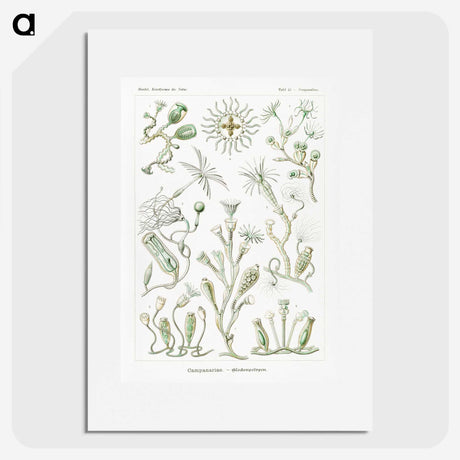 2-29_Ernst-Haeckel_picture