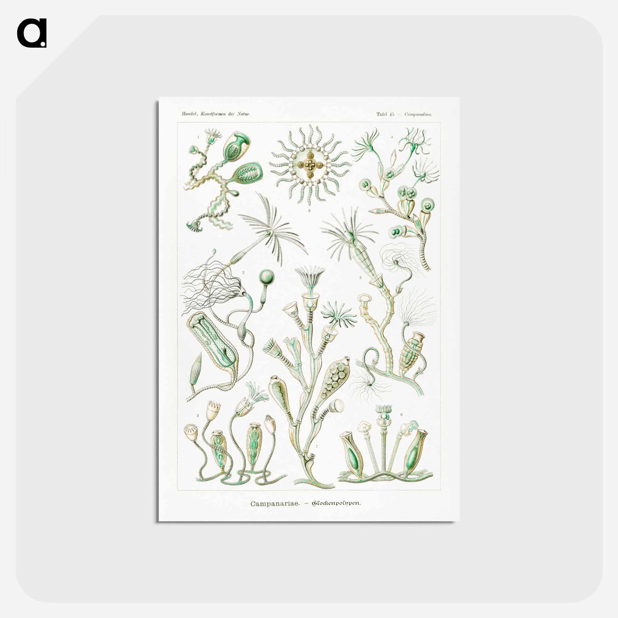 アートポストカード-Campanariae–Glockenpolypen - エルンスト ヘッケル Postcard.