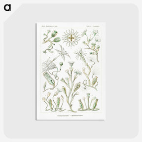 2-29_Ernst-Haeckel_postcard