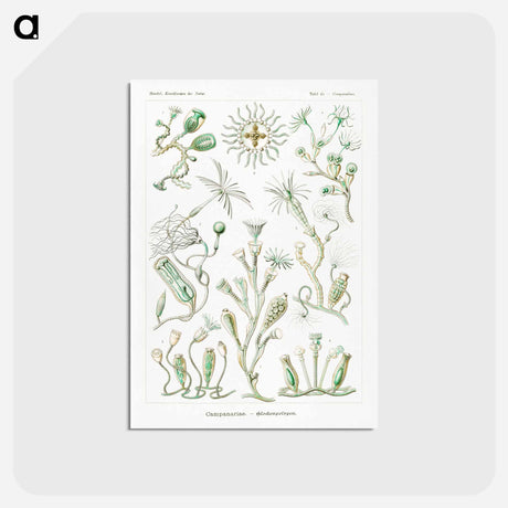 アートポストカード-Campanariae–Glockenpolypen - エルンスト ヘッケル Postcard.