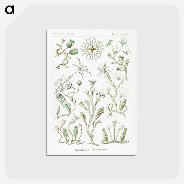 2-29_Ernst-Haeckel_postcard