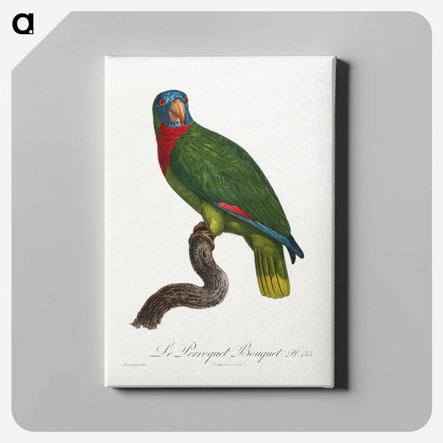 2-29_Francois-Levaillant_canvas