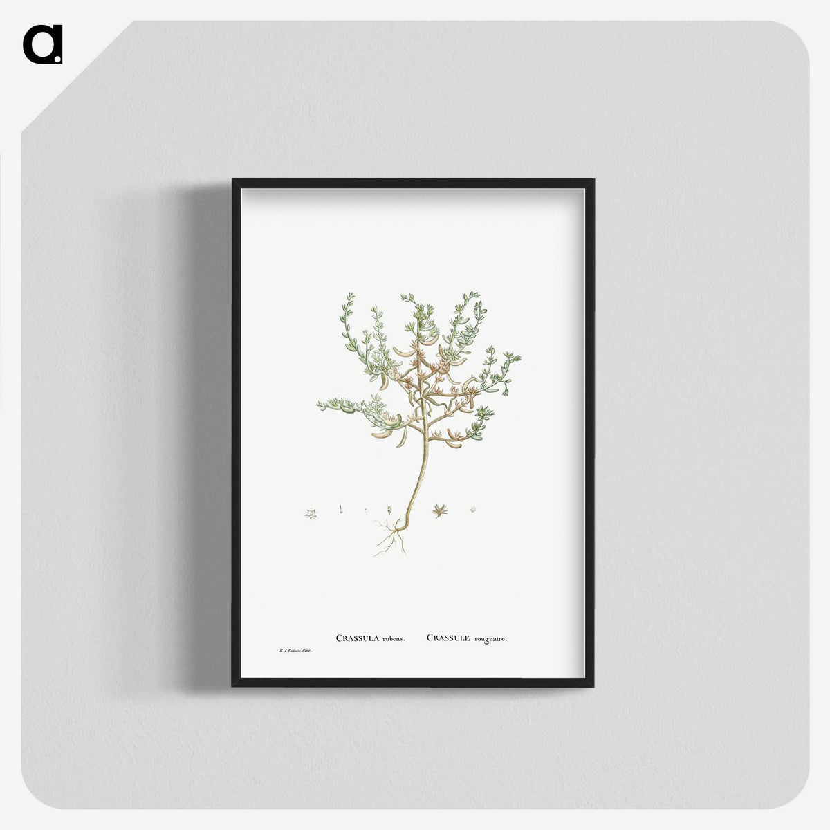 2-29_Histoire-des-Plantes-Grasses_blk-crop