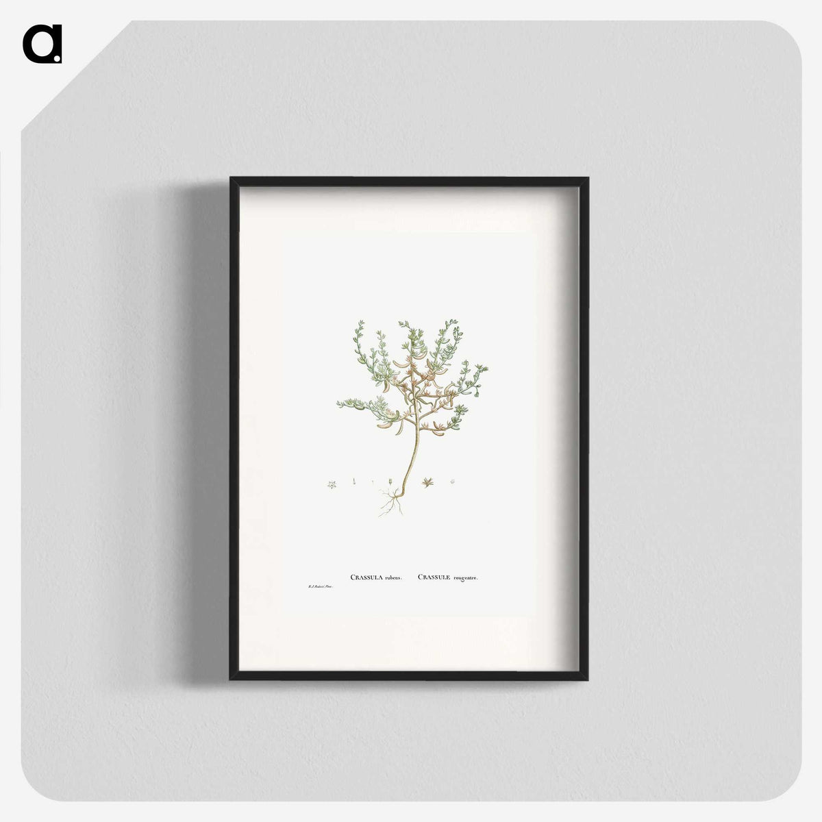 2-29_Histoire-des-Plantes-Grasses_blk