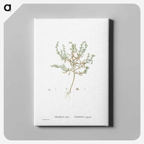 2-29_Histoire-des-Plantes-Grasses_canvas