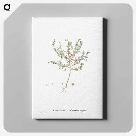2-29_Histoire-des-Plantes-Grasses_canvas