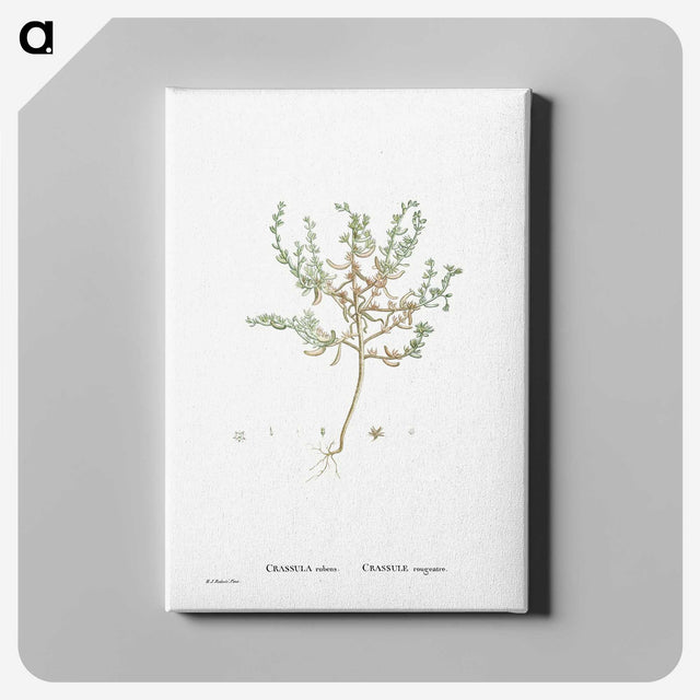 2-29_Histoire-des-Plantes-Grasses_canvas