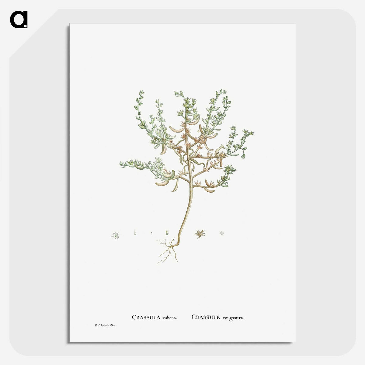 2-29_Histoire-des-Plantes-Grasses_picture-crop