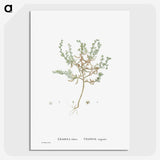 2-29_Histoire-des-Plantes-Grasses_picture-crop