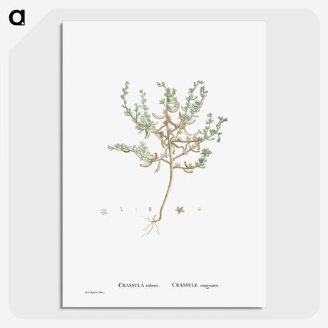 2-29_Histoire-des-Plantes-Grasses_picture-crop