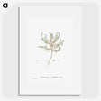 2-29_Histoire-des-Plantes-Grasses_picture