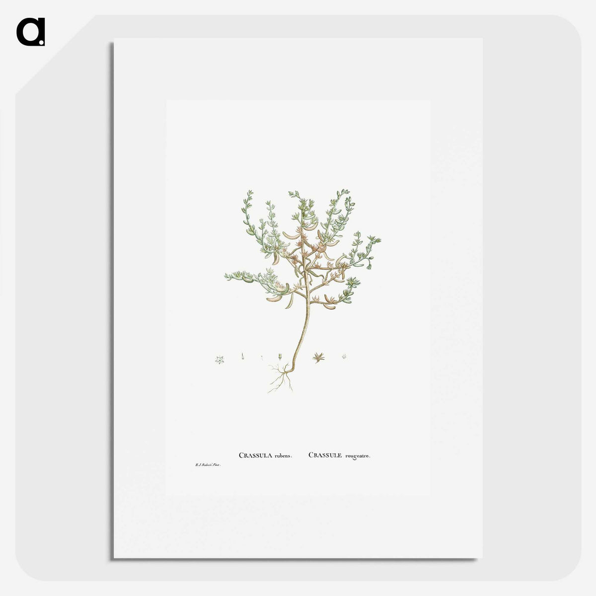 2-29_Histoire-des-Plantes-Grasses_picture