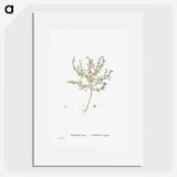 2-29_Histoire-des-Plantes-Grasses_picture
