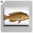 2-29_Ichtyologie-ou-Histoire-naturelle_canvas