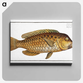 2-29_Ichtyologie-ou-Histoire-naturelle_canvas