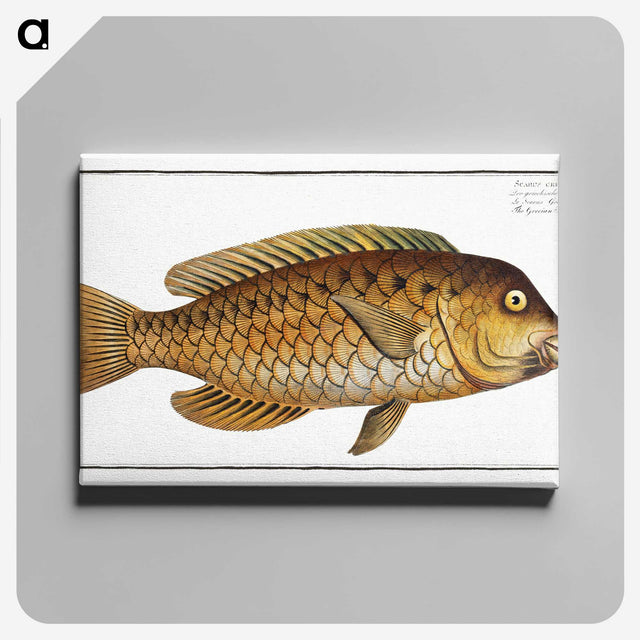 2-29_Ichtyologie-ou-Histoire-naturelle_canvas