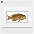 2-29_Ichtyologie-ou-Histoire-naturelle_picture