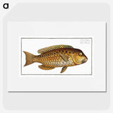 2-29_Ichtyologie-ou-Histoire-naturelle_picture