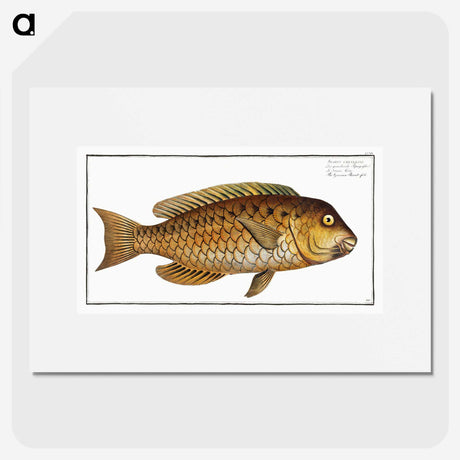 2-29_Ichtyologie-ou-Histoire-naturelle_picture