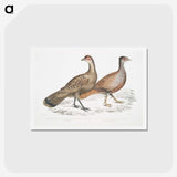 2-29_Indian-Zoology_hagaki