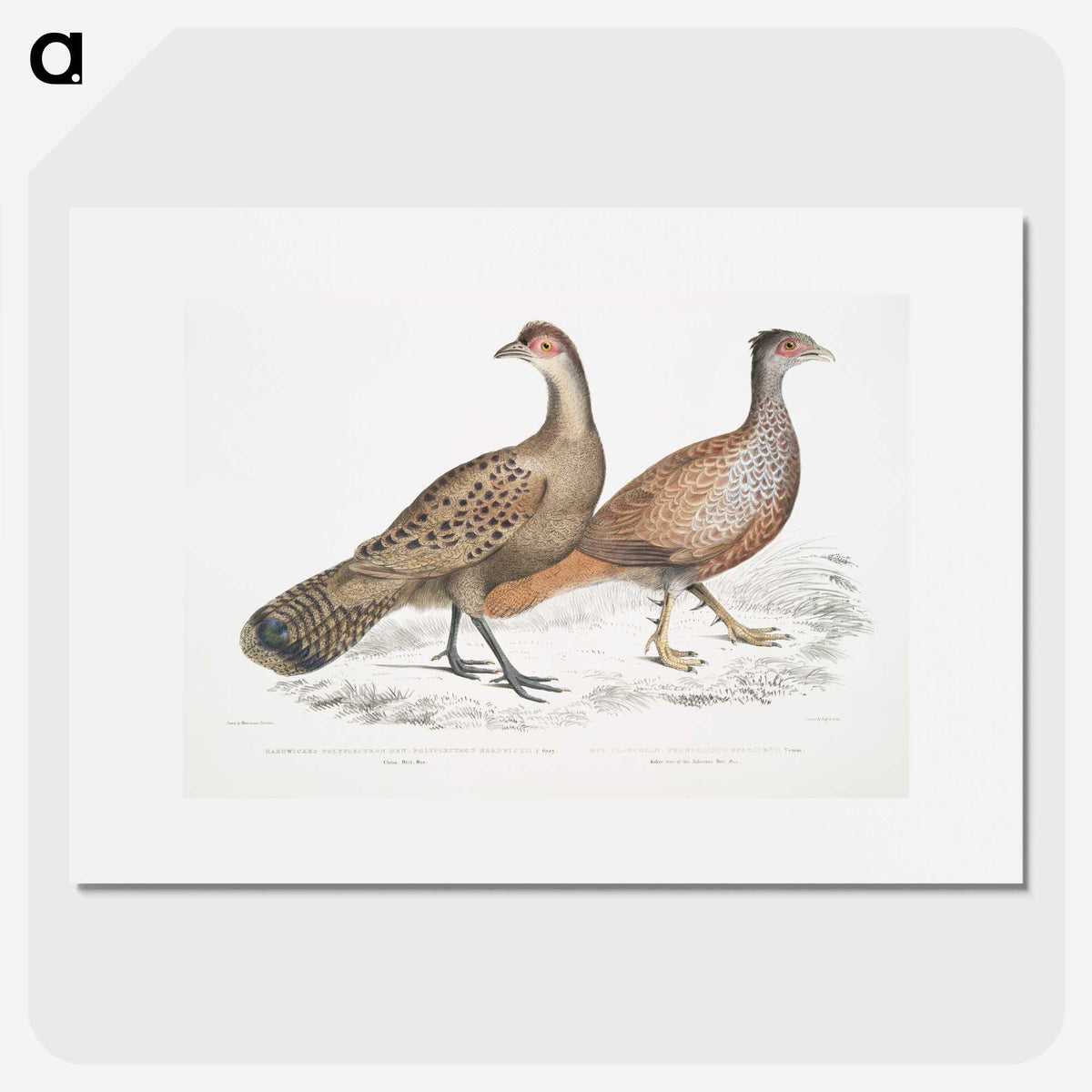 2-29_Indian-Zoology_picture