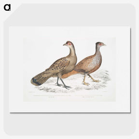 2-29_Indian-Zoology_picture