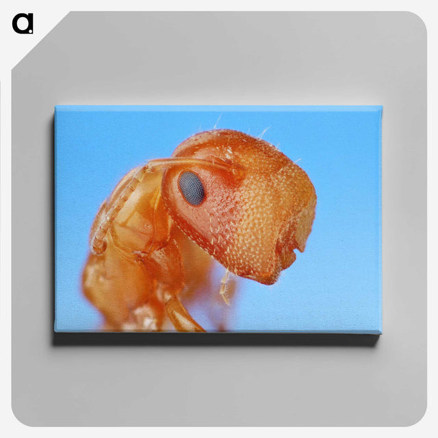 2-29_Insects-Unlocked-Project_canvas