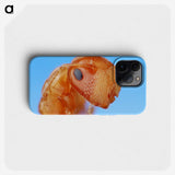 2-29_Insects-Unlocked-Project_phone