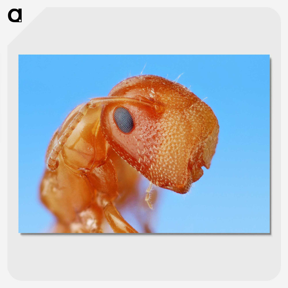 2-29_Insects-Unlocked-Project_picture-crop