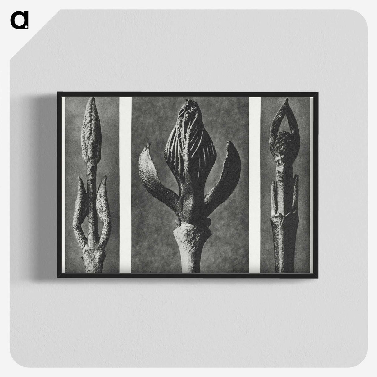 2-29_Karl-Blossfeldt_blk-crop