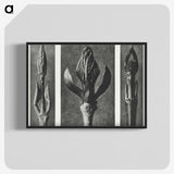 2-29_Karl-Blossfeldt_blk-crop